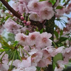 Prunus subhirtella 'Dahlem'