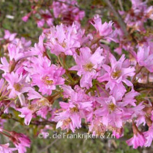 Prunus subhirtella 'Fukubana'