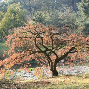 Prunus yedoensis 'Ivensii'
