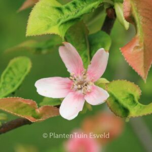 Pseudocydonia sinensis