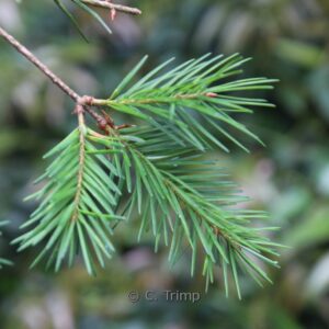 Pseudotsuga menziesii