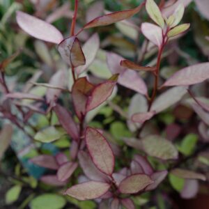 Pseudowintera colorata 'Marjorie Congreve'