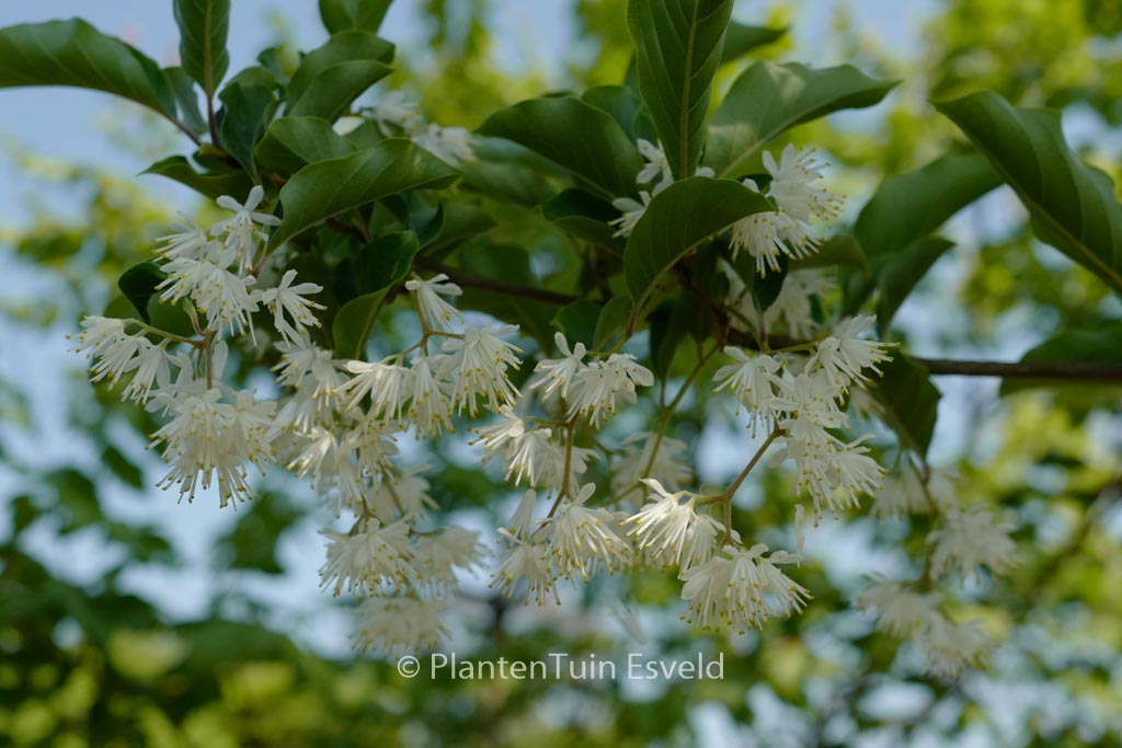 Pterostyrax corymbosa