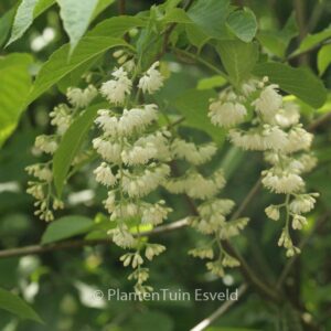 Pterostyrax hispida