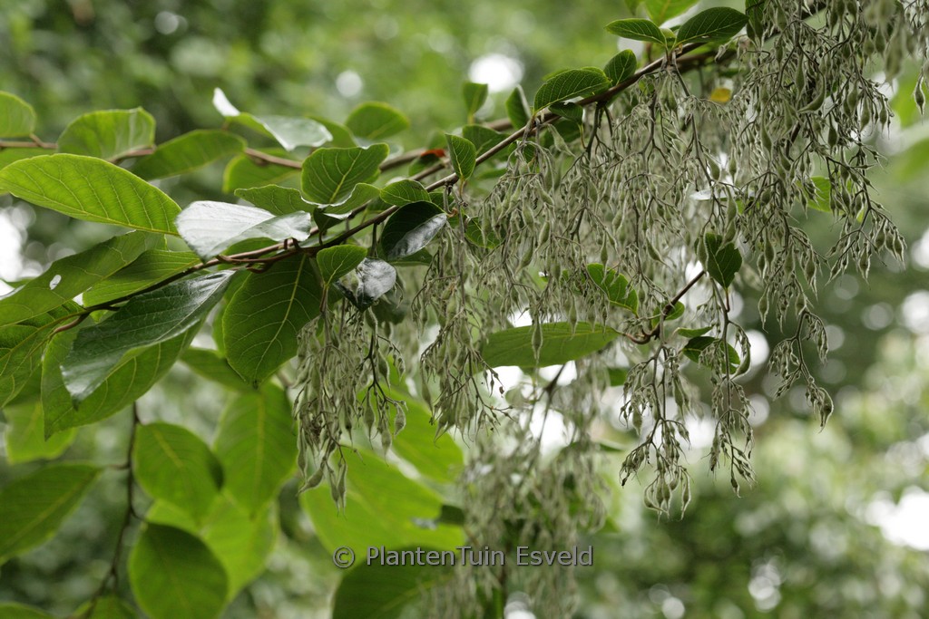 Pterostyrax psilophyllus