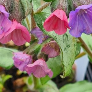 Pulmonaria 'Blake's Silver'