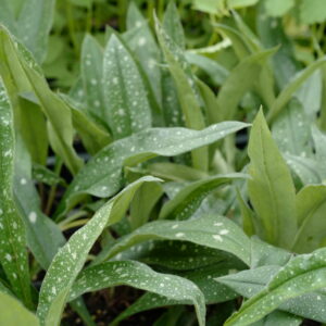 Pulmonaria 'Miss Elly'