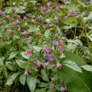Pulmonaria 'Moonshine'