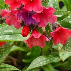 Pulmonaria 'Shrimps on the Barbie'