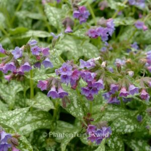 Pulmonaria 'Trevi Fountain'