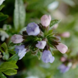 Pulmonaria 'Twinkle Toes'
