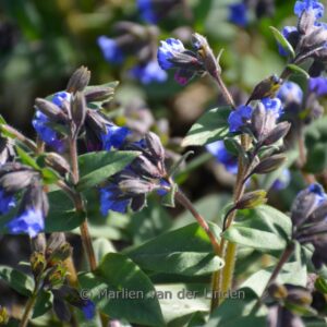 Pulmonaria angustifolia 'Blue Ensign'