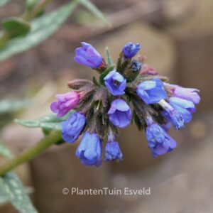 Pulmonaria longifolia 'E.B. Anderson'
