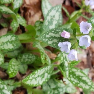 Pulmonaria saccharata 'Ocupol' (OPAL)