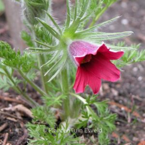 Pulsatilla vulgaris 'Rubra'