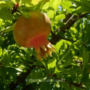 Punica granatum
