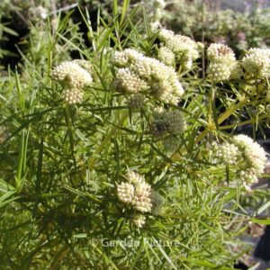 Pycnanthemum tenuifolium