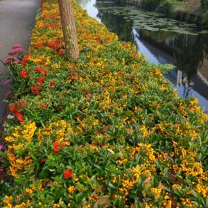 Pyracantha 'Golden Charmer'