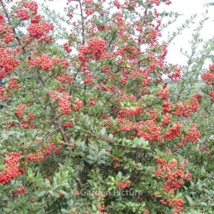 Pyracantha 'Red Column'