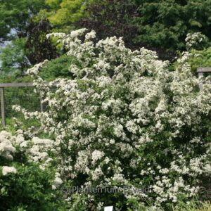 Pyracantha 'Soleil d'Or'