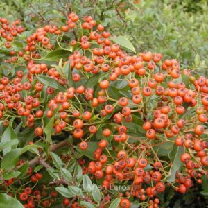 Pyracantha coccinea 'Red Cushion'