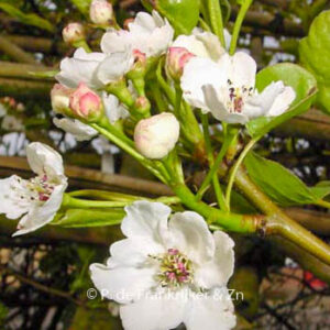 Pyrus calleryana 'Chanticleer'