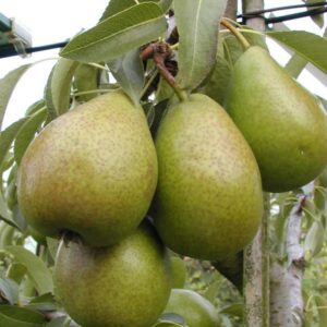 Pyrus communis 'Bonne Louise d'Avranches'