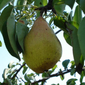 Pyrus communis 'Comtesse de Paris'