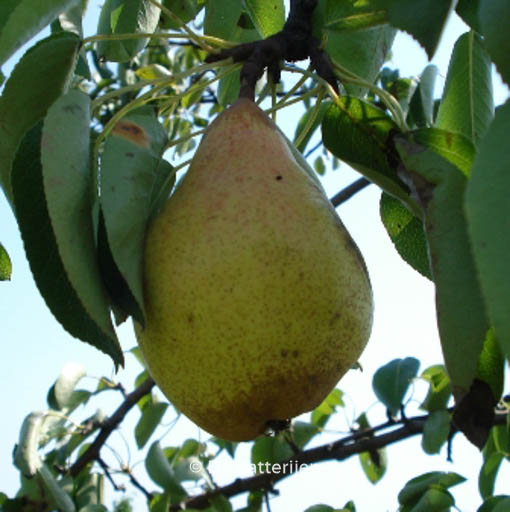 Pyrus communis 'Comtesse de Paris'