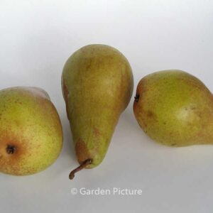 Pyrus communis 'Concorde'