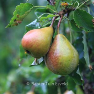 Pyrus communis 'Gieser Wildeman'