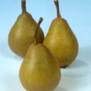 Pyrus communis 'Jut'