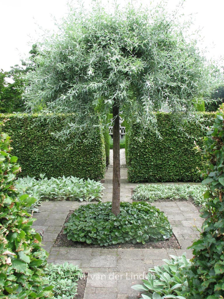 Pyrus salicifolia 'Pendula'