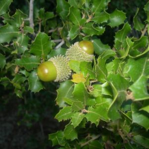 Quercus ilex