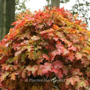 Quercus palustris 'Green Dwarf'