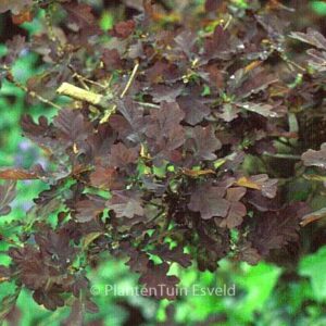 Quercus robur 'Purpurascens'