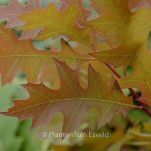 Quercus texana 'New Madrid'