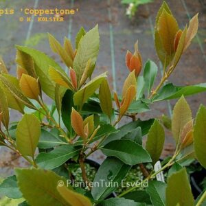 Rhaphiolepis indica 'Coppertone'