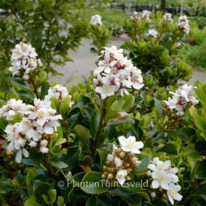 Rhaphiolepis umbellata 'Minor'