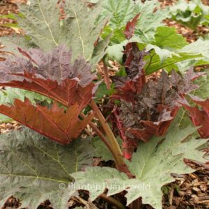 Rheum palmatum tanguticum