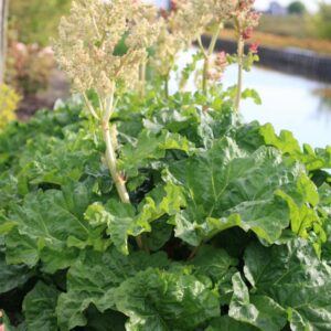Rheum rhabarbarum