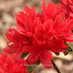 Rhododendron 'Addy Wery' (Azalea)