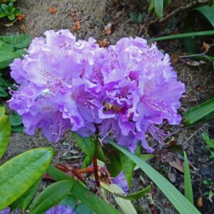 Rhododendron 'Alfred'