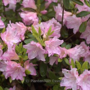 Rhododendron 'Al's Picotee' (Azalea)
