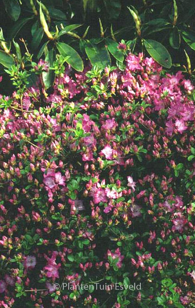 Rhododendron 'Ampo' (Azalea)