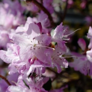 Rhododendron 'Anna Baldsiefen'