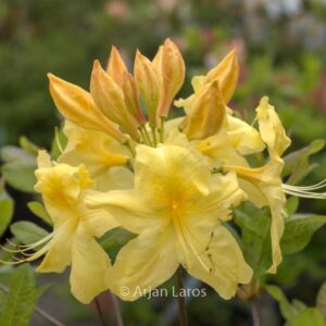 Rhododendron 'Anneke' (Azalea)