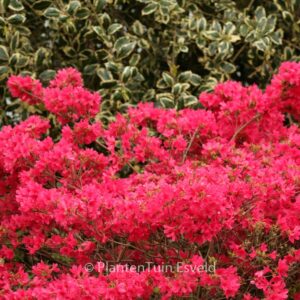 Rhododendron 'Apotheose' (Azalea)
