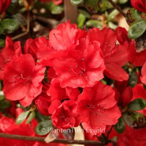 Rhododendron 'Ardeur' (Azalea)