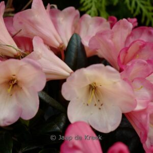Rhododendron 'Barbarella'